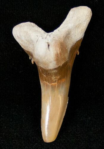 Lower Hemipristis Fossil Shark Tooth - Bone Valley #14692